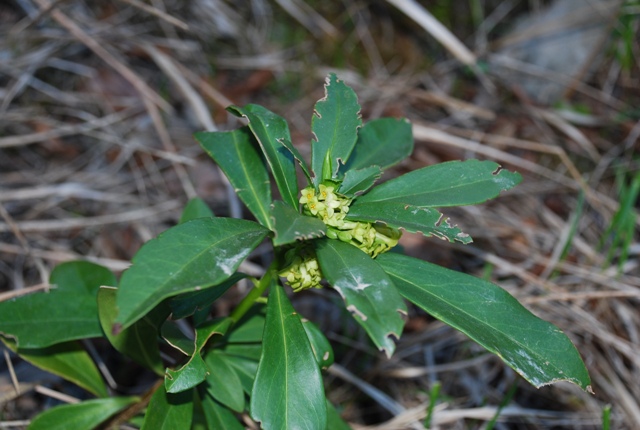 Daphne laureola